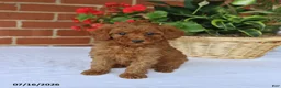 Toy Poodle dogs for sale: Tucker - Ad 4