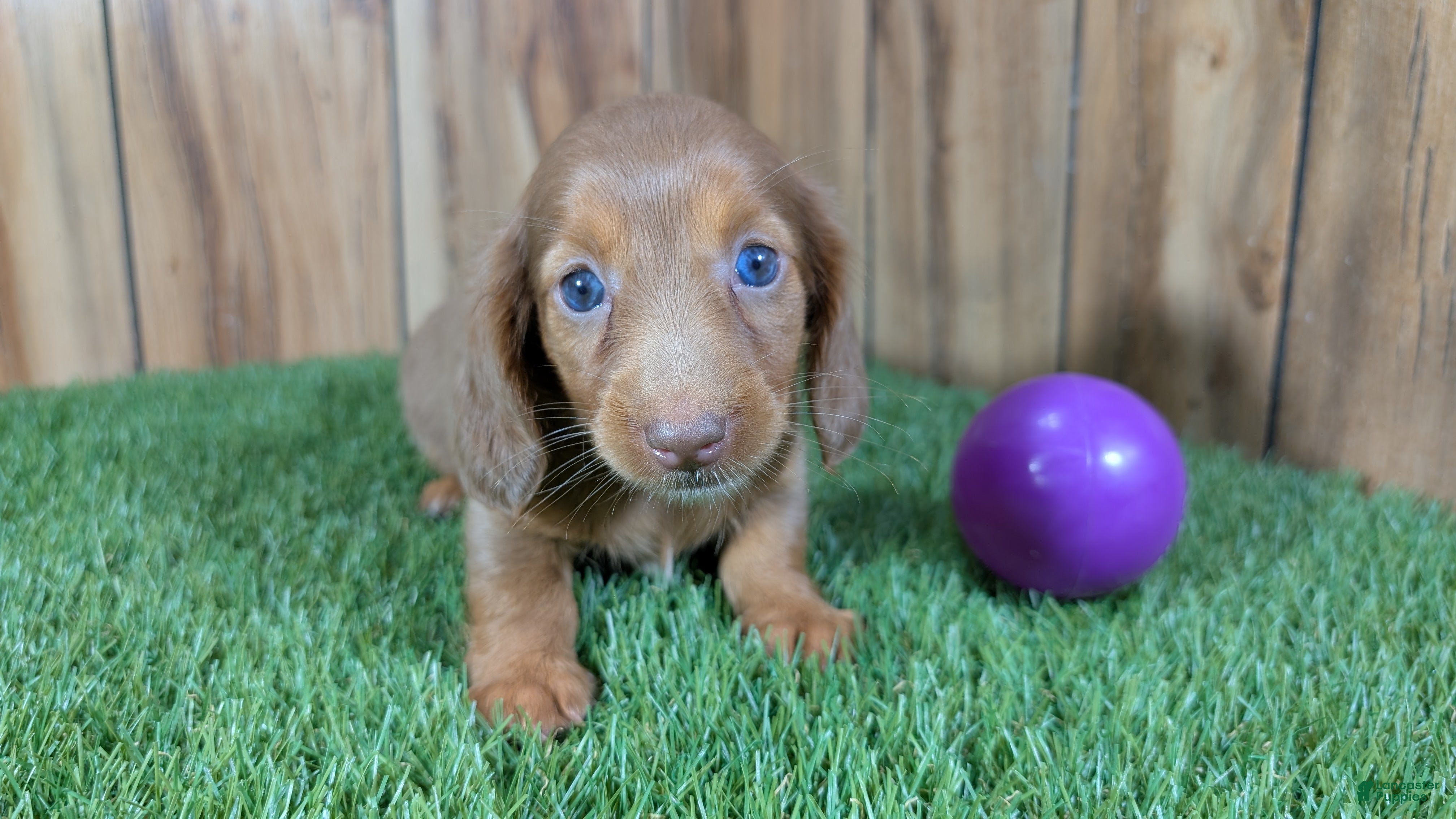 Miniature Dachshund dogs Cutie Girl 3 - Ad 1