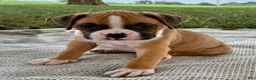 Boxer dogs for sale: Cash - Ad 6