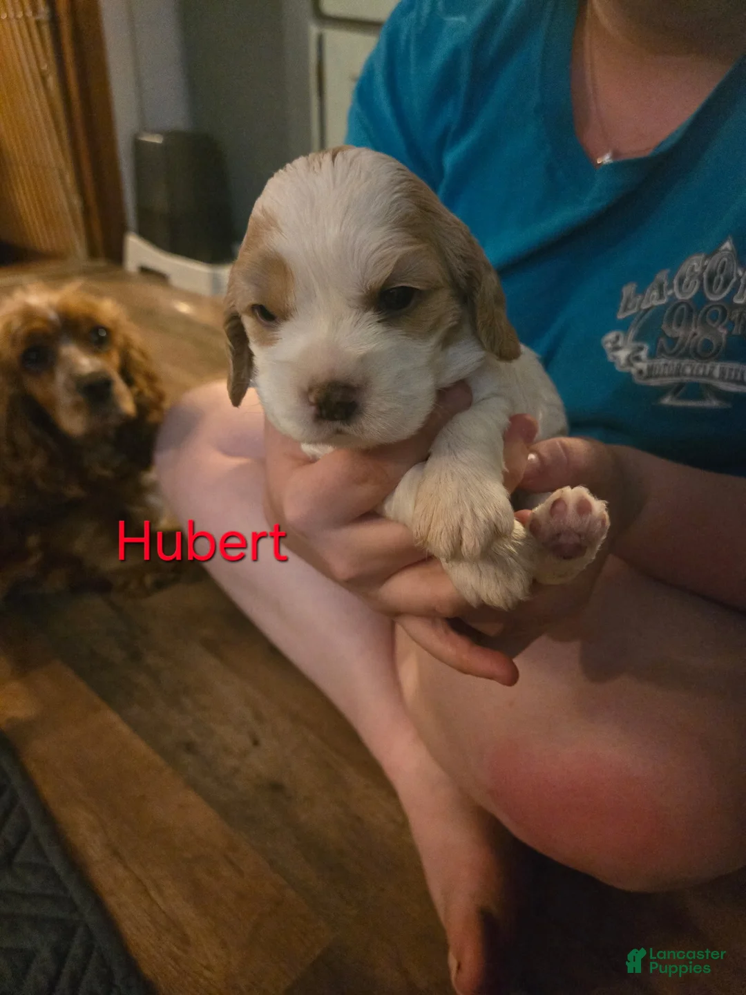 Cocker Spaniel dogs for sale: Hubert - Ad 2