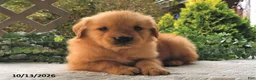 Golden Retriever dogs for sale: Pecan  - Ad 1