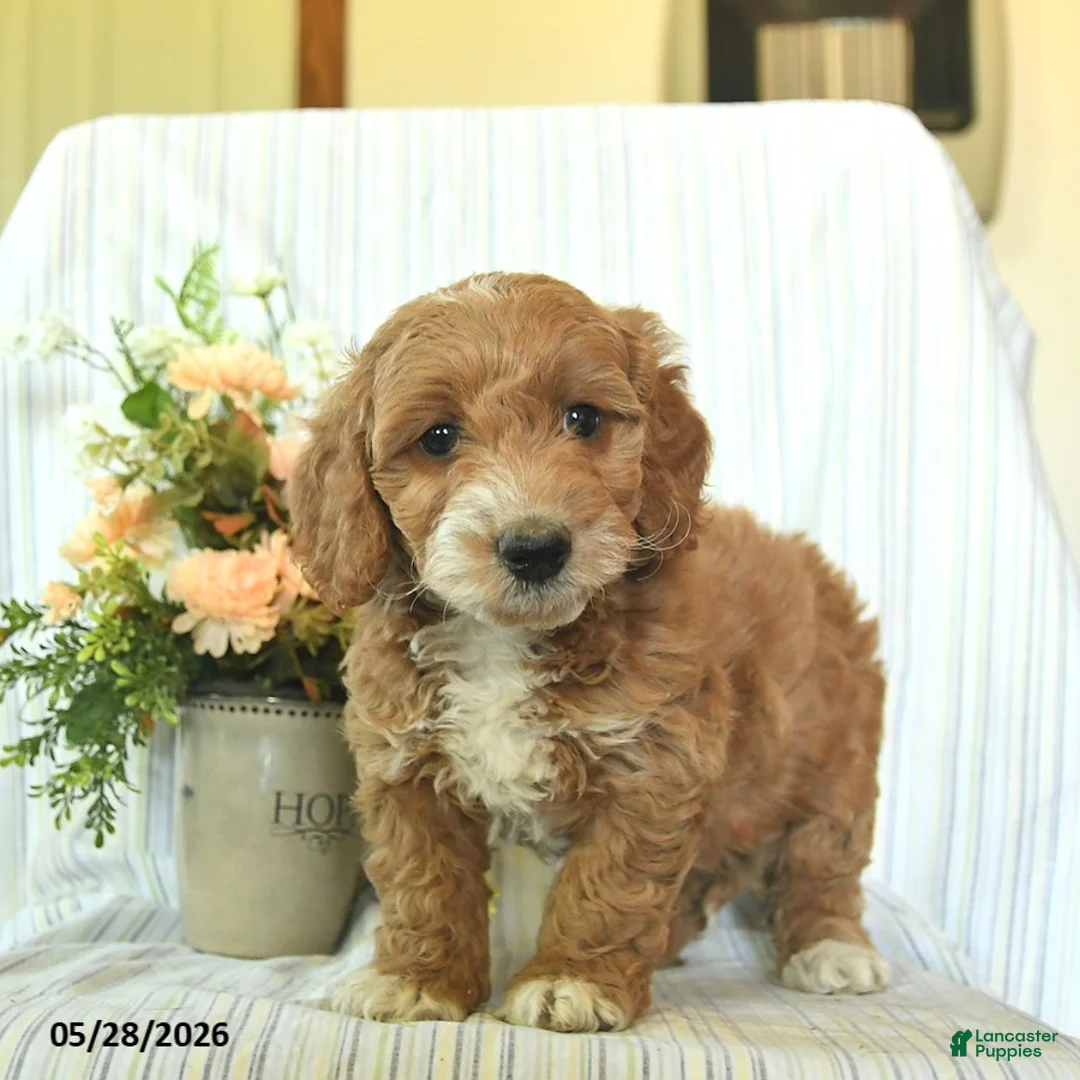 Mini Goldendoodle dogs for sale: Ivy  - Ad 3