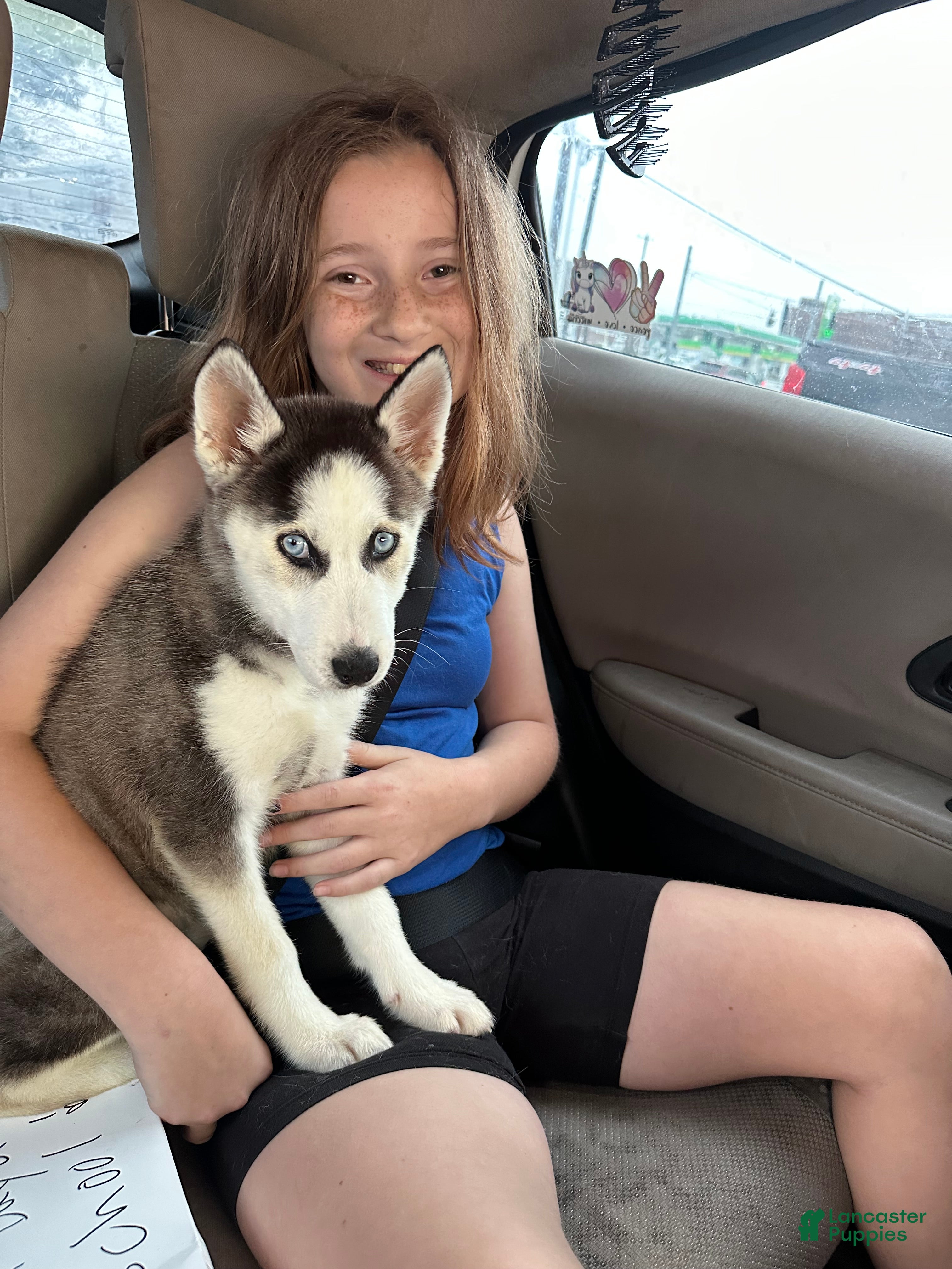 Siberian Husky dogs Montana  - Ad 17