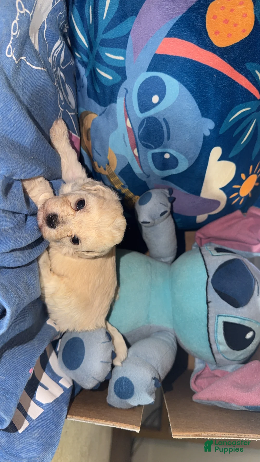 Teddy Bear dogs for sale: Teddy Bear - Kartier - Ad 2