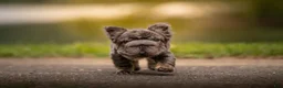 French Bulldog dogs for sale: Short Rib - Ad 5