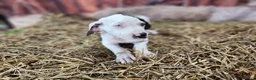 Catahoula Leopard Dog dogs for sale: Angel 2025 Female 1 - Ad 3