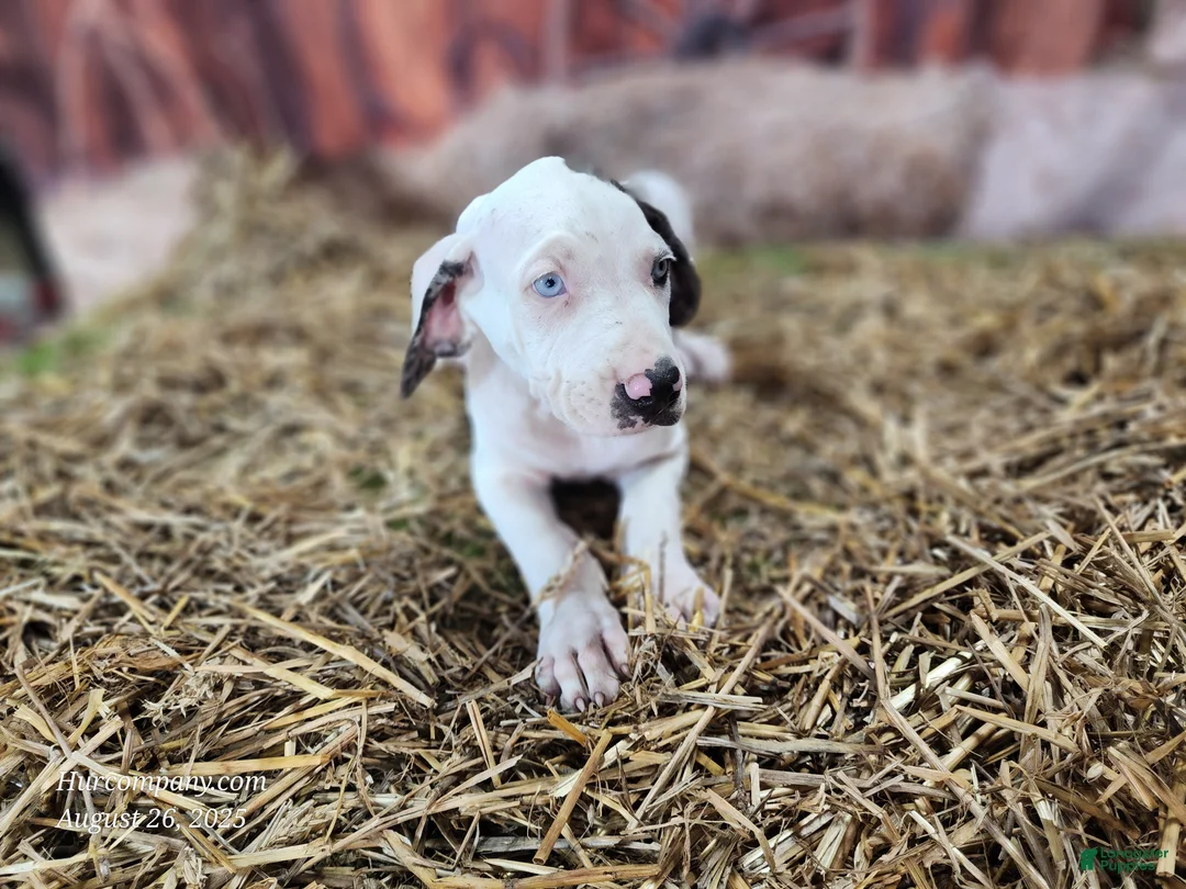 Catahoula Leopard Dog dogs for sale: Angel 2025 Female 1 - Ad 3