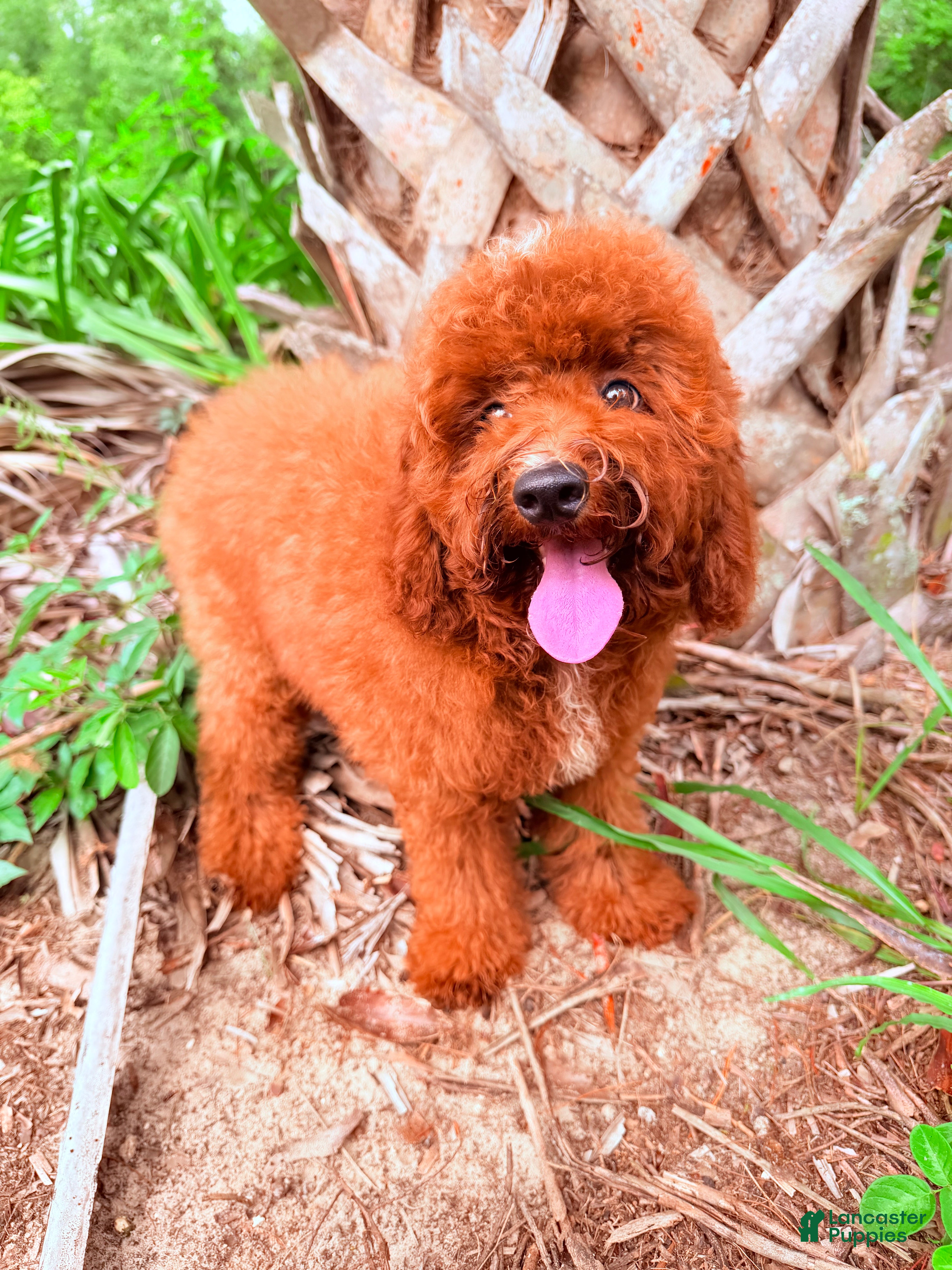 Mini Goldendoodle dogs Tony - Ad 2