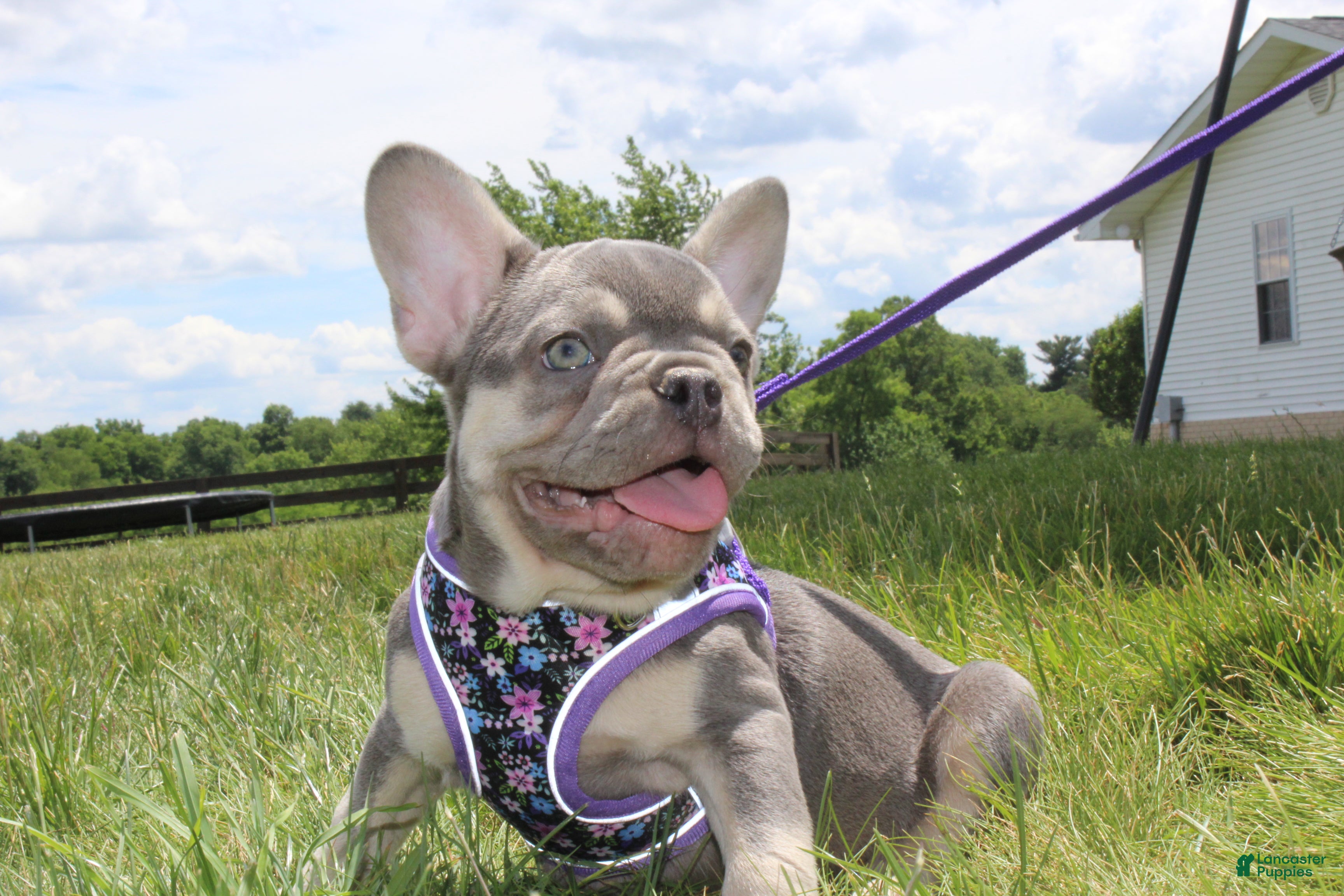 French Bulldog dogs AKC Harper - Ad 2