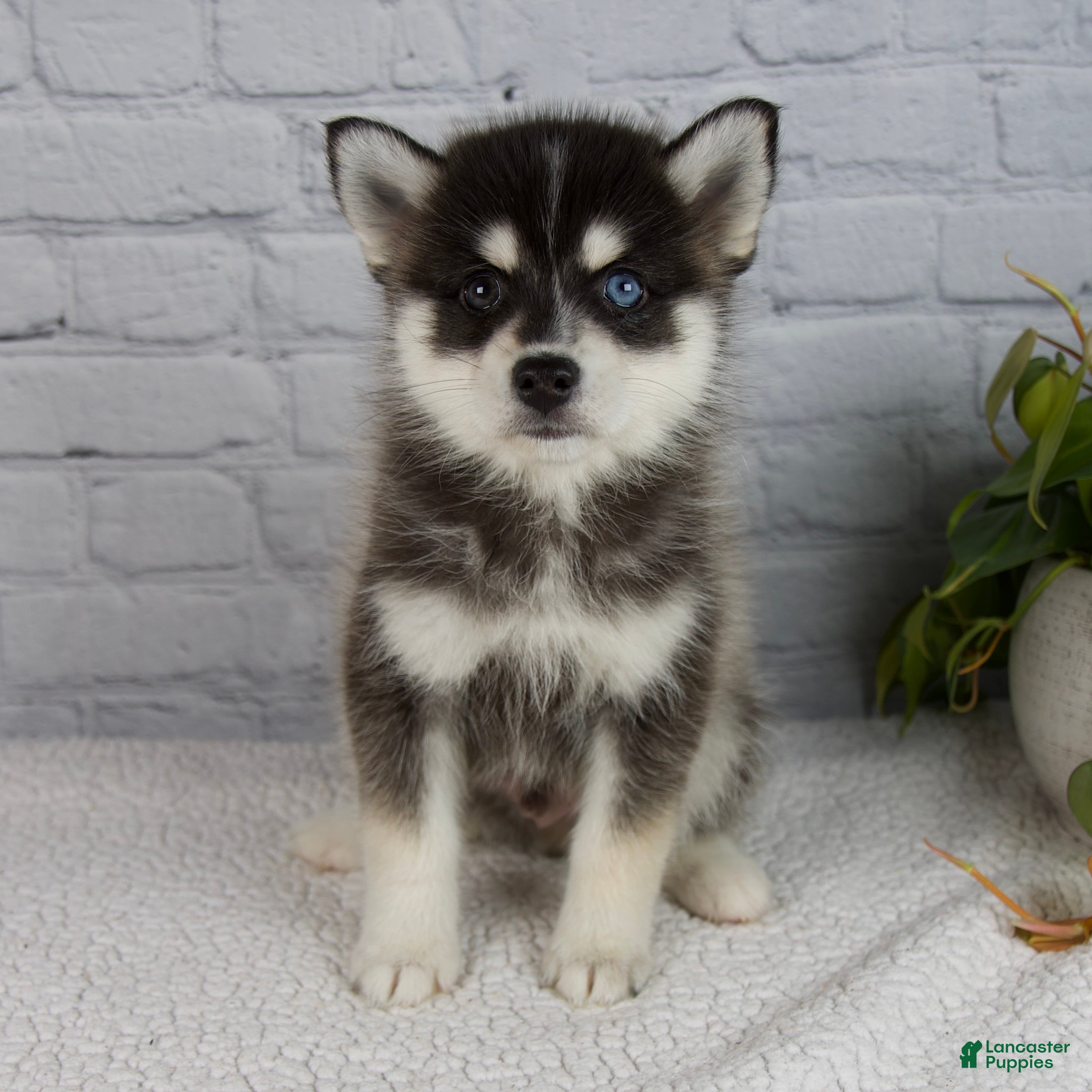 Pomsky dogs Silas - Ad 1