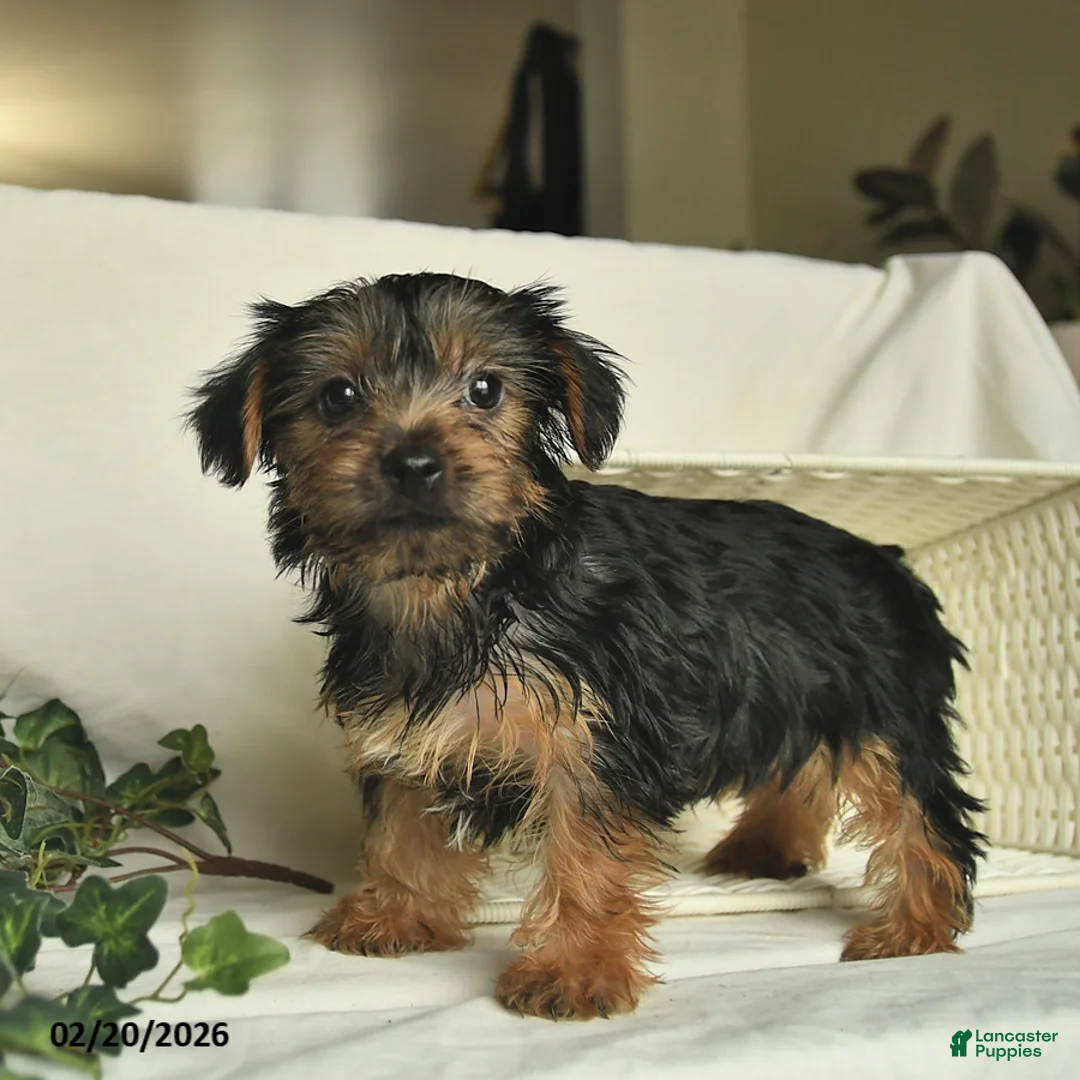 Yorkshire Terrier dogs for sale: River  - Ad 1