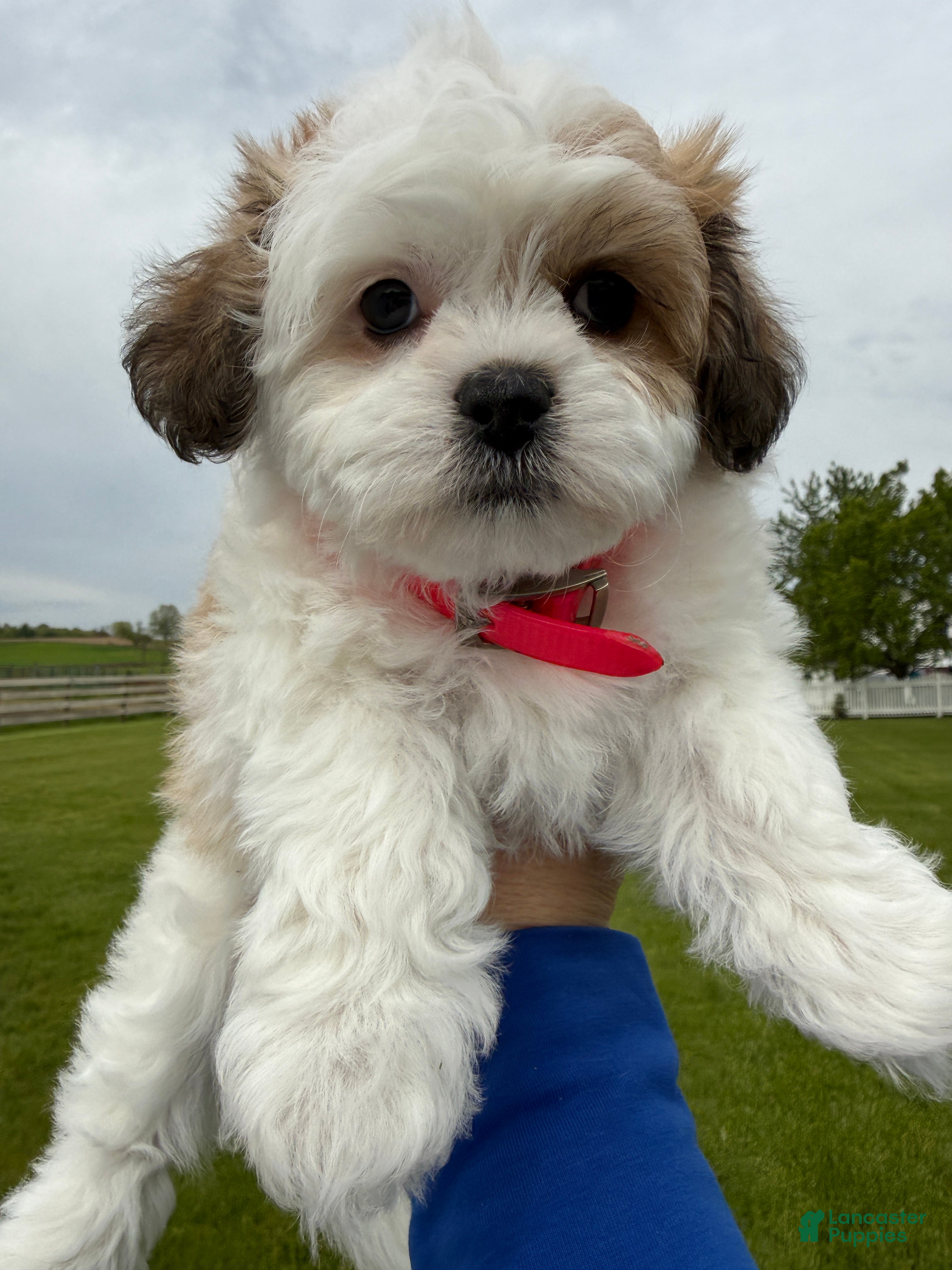 Teddy Bear dogs Sweetie - Ad 1