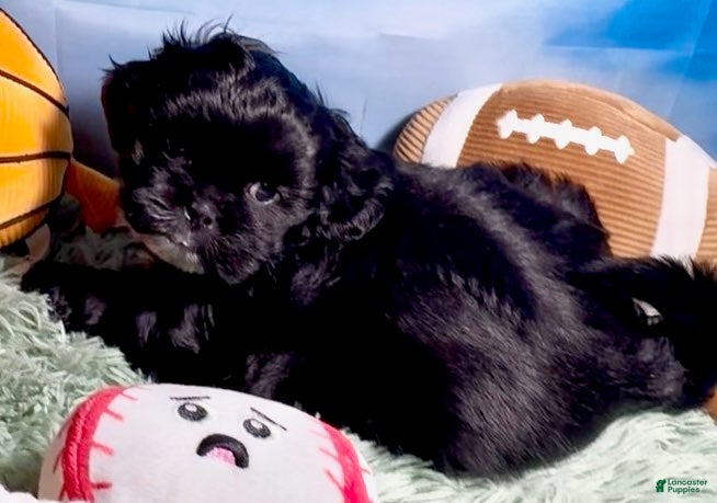 Shih Tzu dogs for sale: Nestle (dark coco) - Ad 1