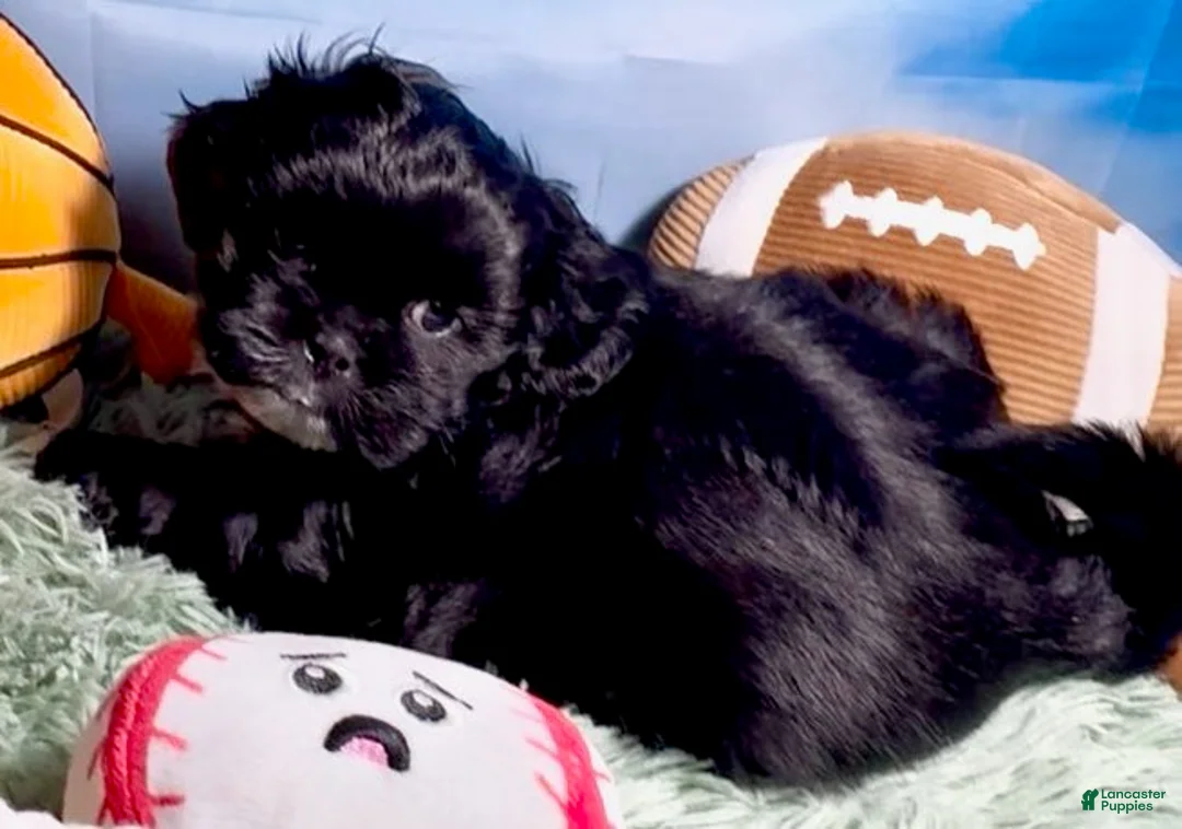 Shih Tzu dogs for sale: Nestle (dark coco) - Ad 1