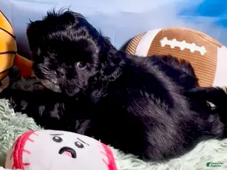 Shih Tzu dogs for sale: Nestle (dark coco) - Ad 1