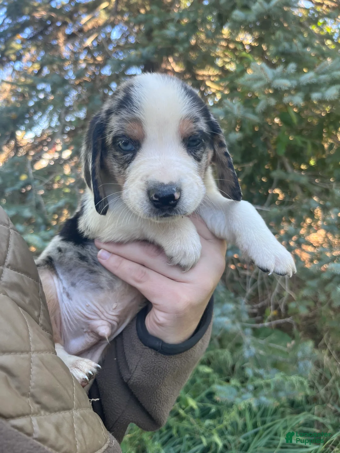 Mixed Breed dogs for sale: Male #1 - Ad 2