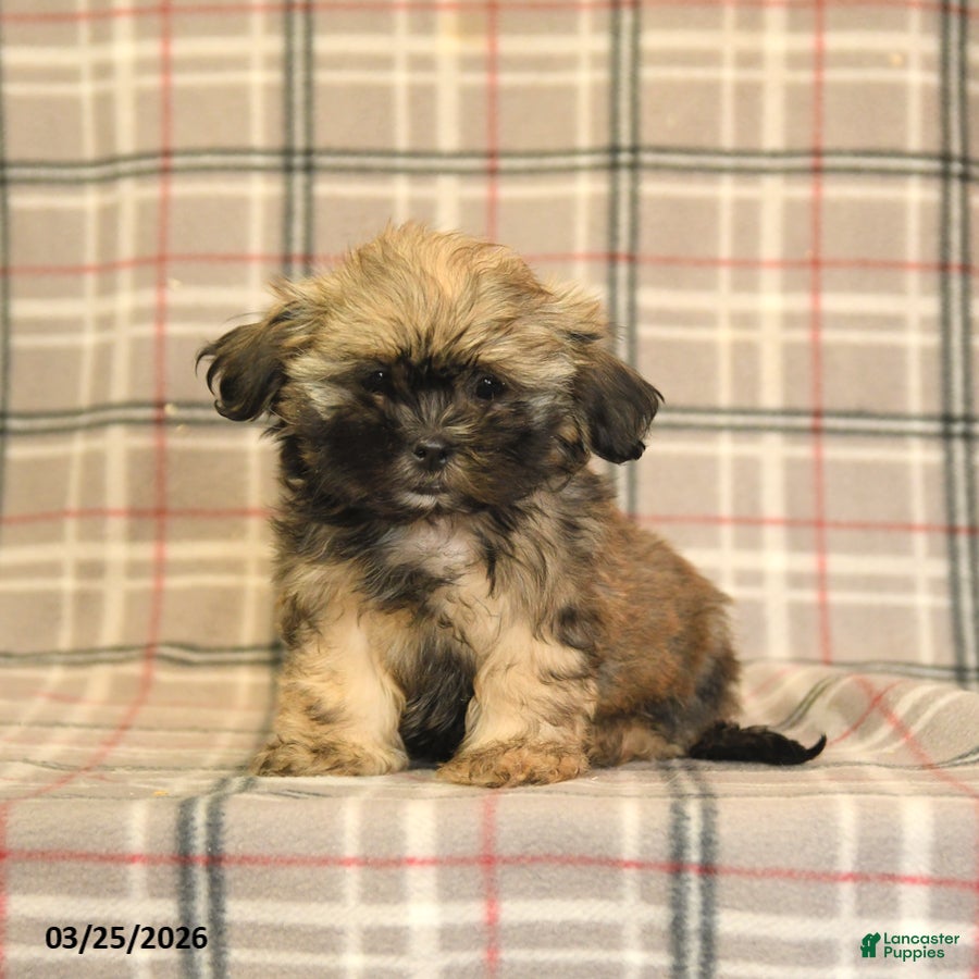 Shih Tzu dogs Zane - Ad 1