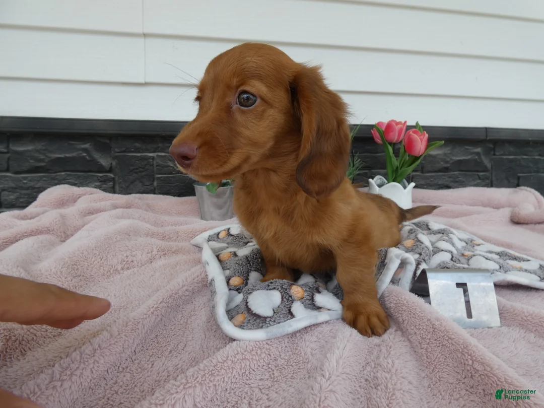 Miniature Dachshund dogs for sale: Miniature Dachshund 1 Rancy - Ad 1