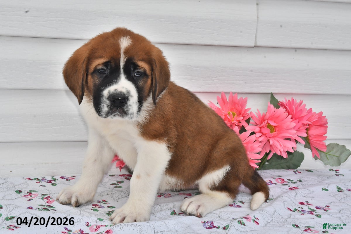 Saint Bernard dogs Bailey - Ad 2