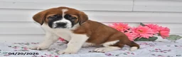 Saint Bernard dogs for sale: Bailey - Ad 2
