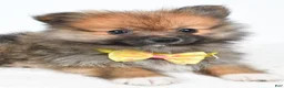 Pomeranian dogs for sale: Anson - Ad 3