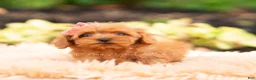 Maltipoo dogs for sale: Merrelle - Ad 4