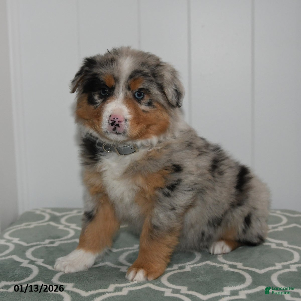 Australian Shepherd dogs Layla - Ad 18