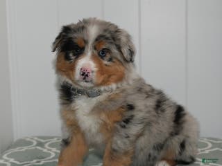 Australian Shepherd dogs Layla - Ad 12