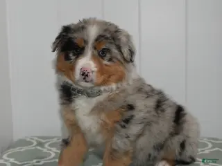 Australian Shepherd dogs Layla - Ad 39