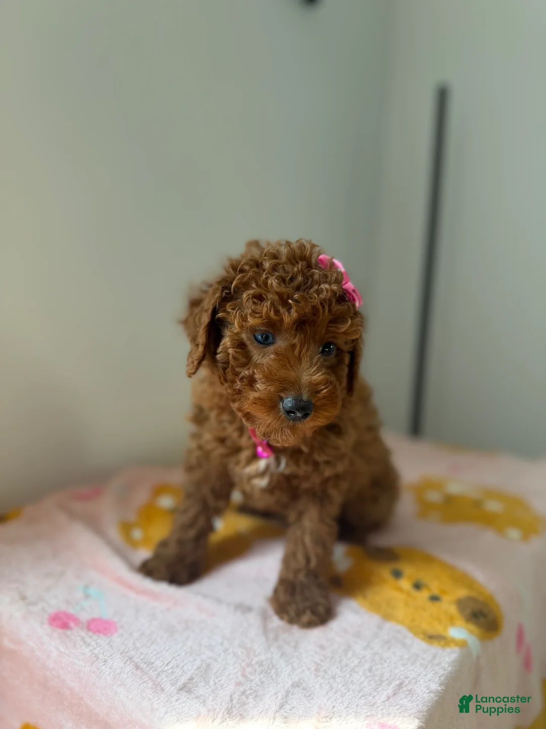 Toy Poodle dogs for sale: Blue eyes - Ad 5