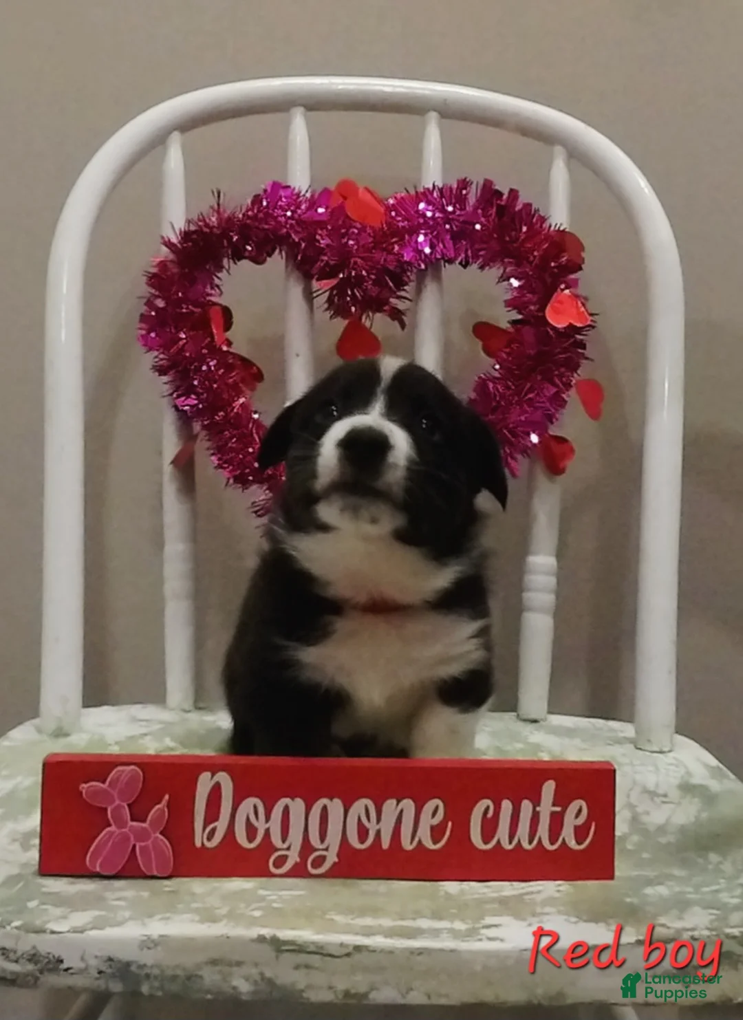 Welsh Corgi Cardigan dogs for sale: Welsh Corgi Cardigan Puppy 3 - Ad 1