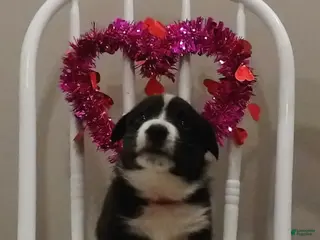 Welsh Corgi Cardigan dogs for sale: Welsh Corgi Cardigan Puppy 3 - Ad 2