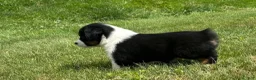 Miniature Australian Shepherd dogs for sale: Miniature Australian Shepherd Puppy 7 - Ad 3