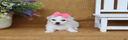 Bichon Frise dogs for sale: Ava - Ad 5
