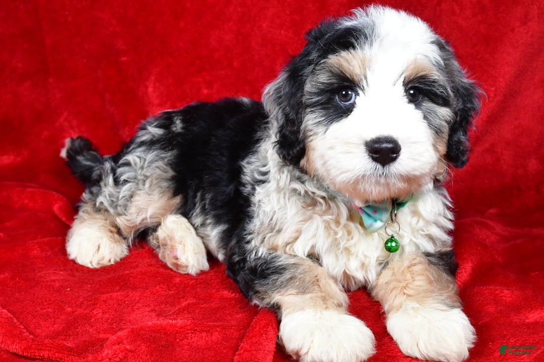 Mixed Breed dogs for sale: Chester - Ad 2