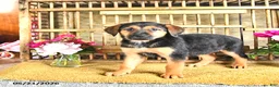 Golden Shepherd dogs for sale: Ruby - Ad 8