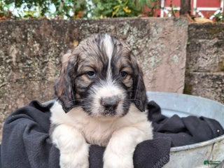 Saint Berdoodles dogs - Ad 37