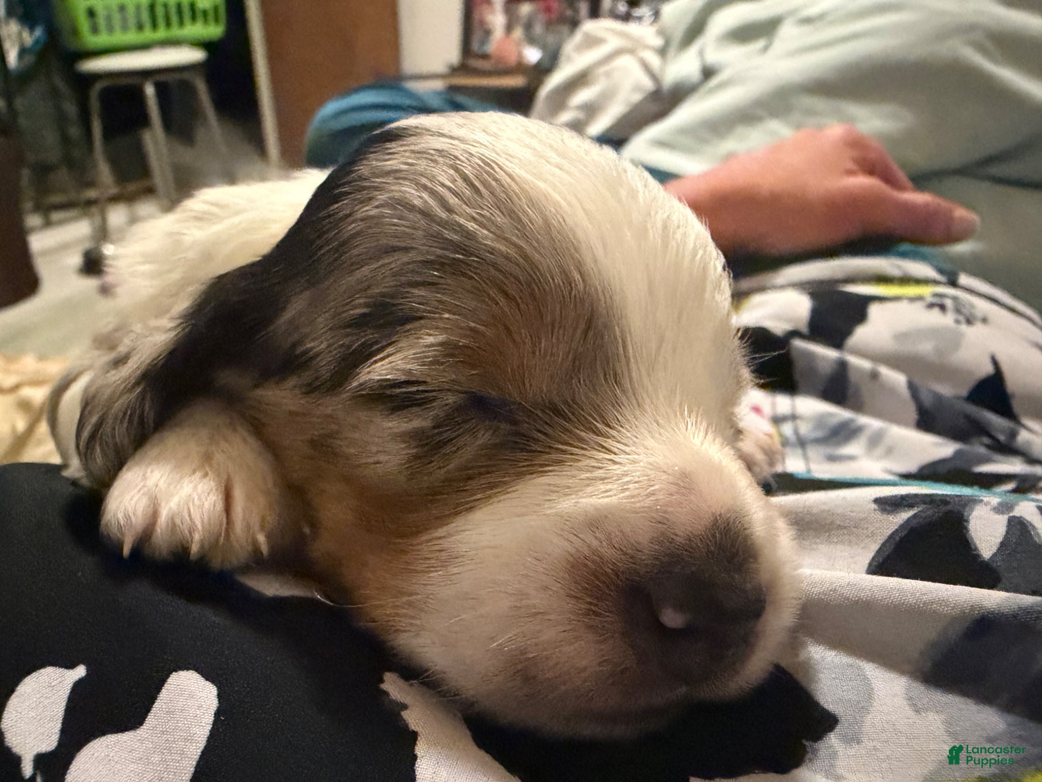 Dachshund dogs Dachshund Puppy 3 - Ad 2