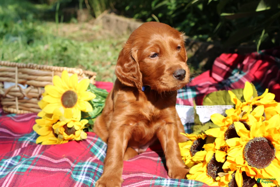 Mixed Breed dogs for sale: Rocky - Irish Goldendoodle  - Ad 2