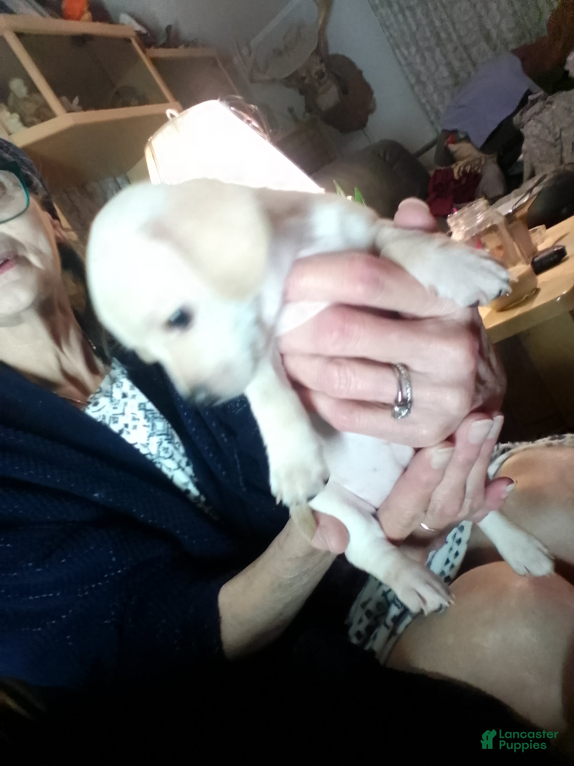 Chiweenie dogs Chiweenie Puppy 5 - Ad 5