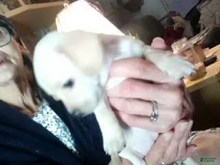 Chiweenie dogs Chiweenie Puppy 5 - Ad 5