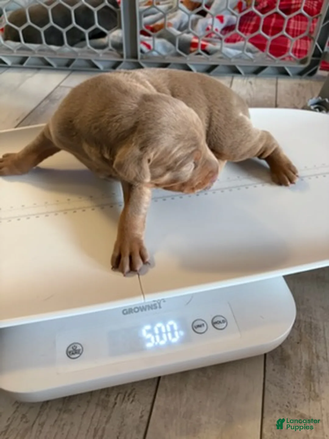 Doberman Pinscher dogs for sale:  Boy - Ad 1