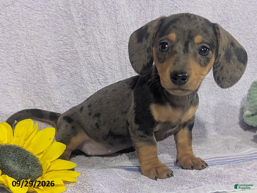 Dachshund