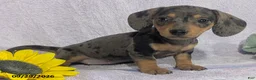 Dachshund dogs for sale: Loretta Dapple - Ad 1