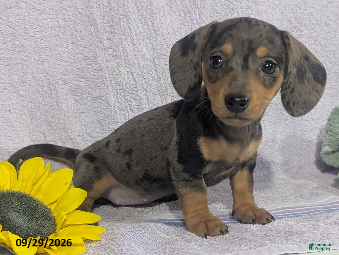 Dachshund dogs for sale: Loretta Dapple - Ad 1