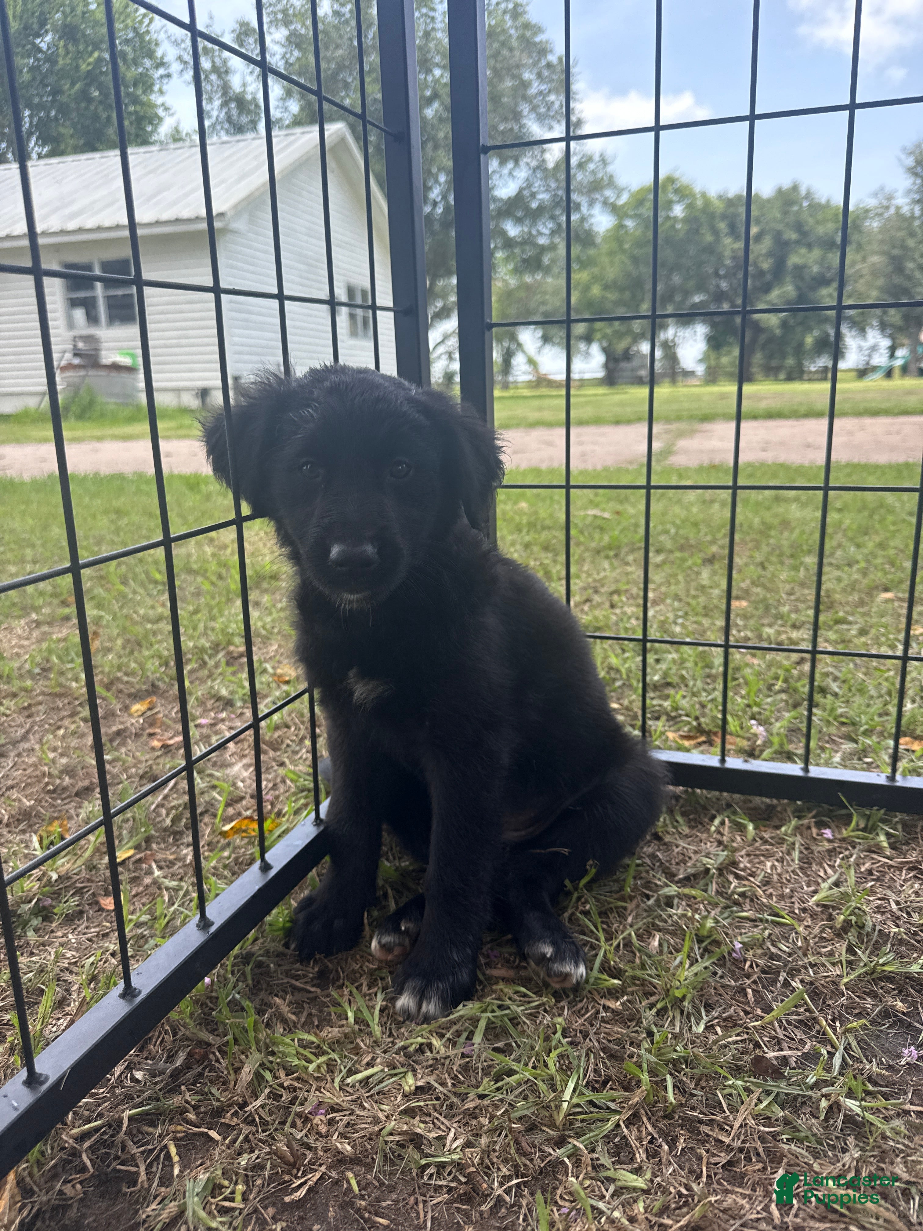 Mixed Breed dogs Josie  - Ad 33