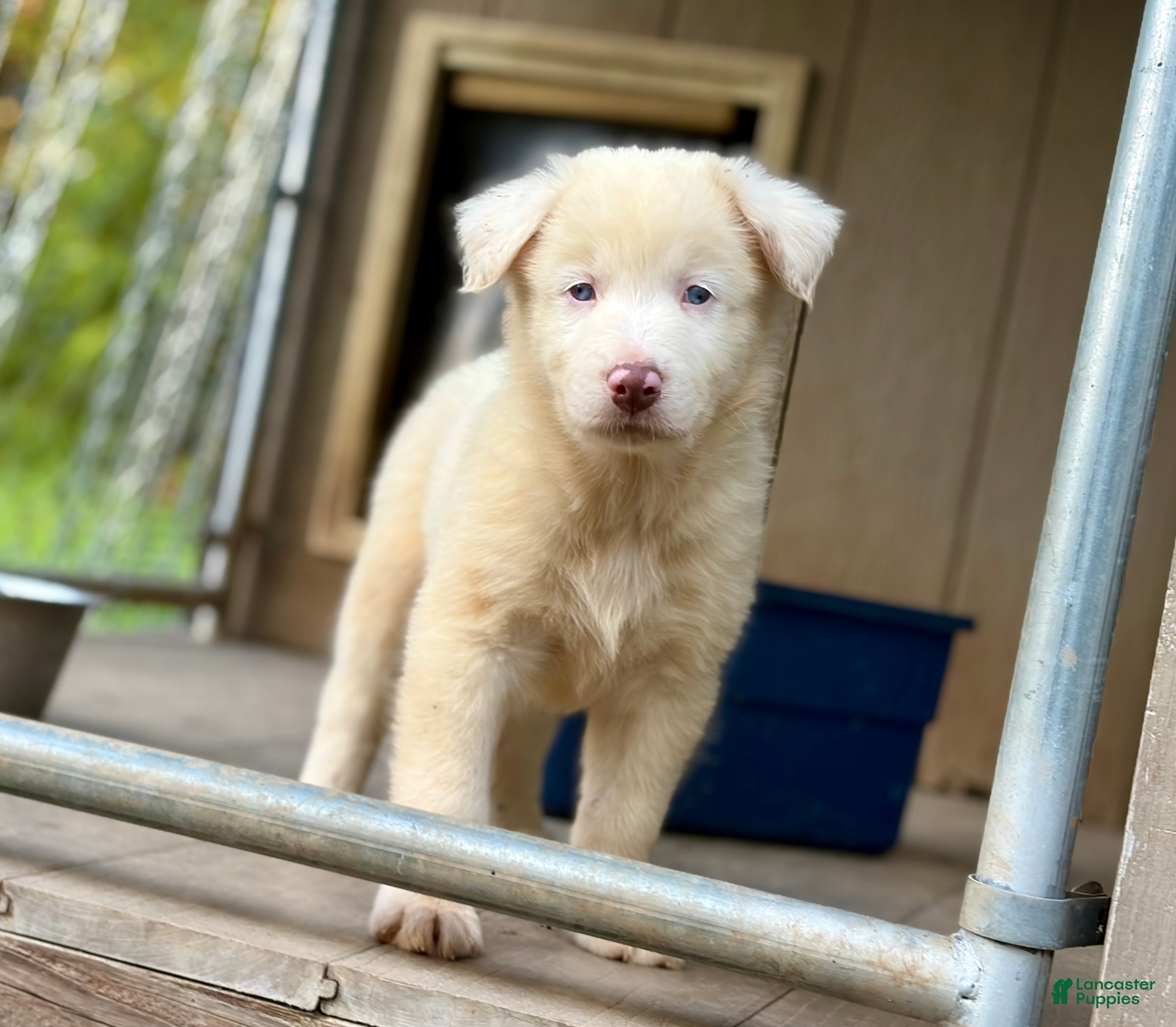 Australian Shepherd dogs Mark - Ad 2
