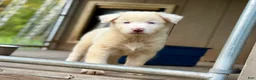 Australian Shepherd dogs for sale: Mark - Ad 2