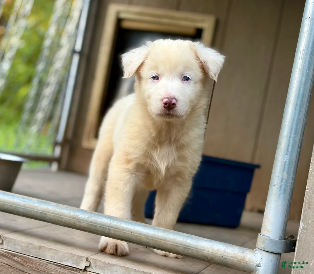 Australian Shepherd dogs for sale: Mark - Ad 2