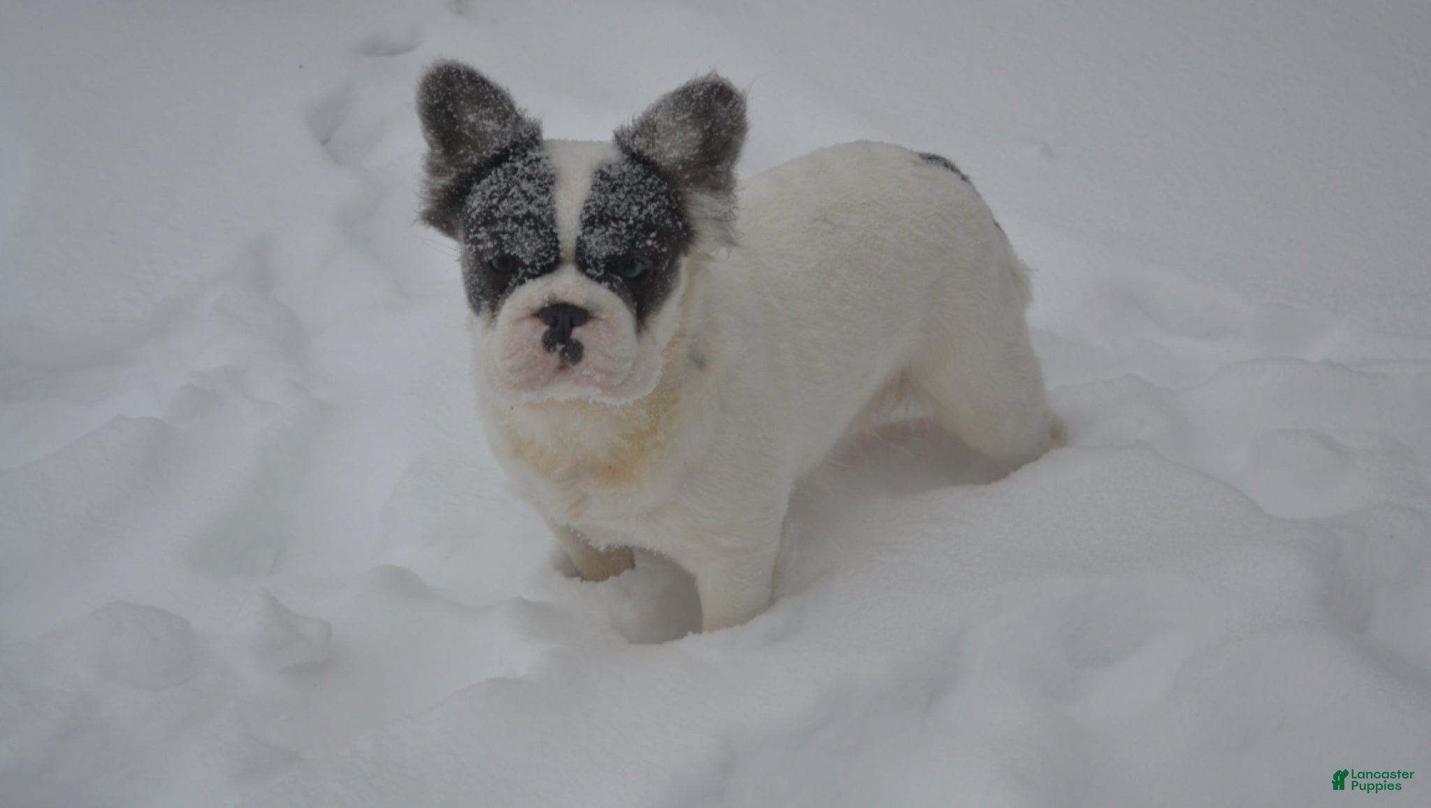 French Bulldog dogs Blue  - Ad 2